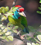 Image of Asian barbets