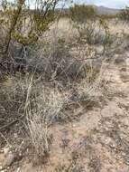 صورة Muhlenbergia arenicola Buckley