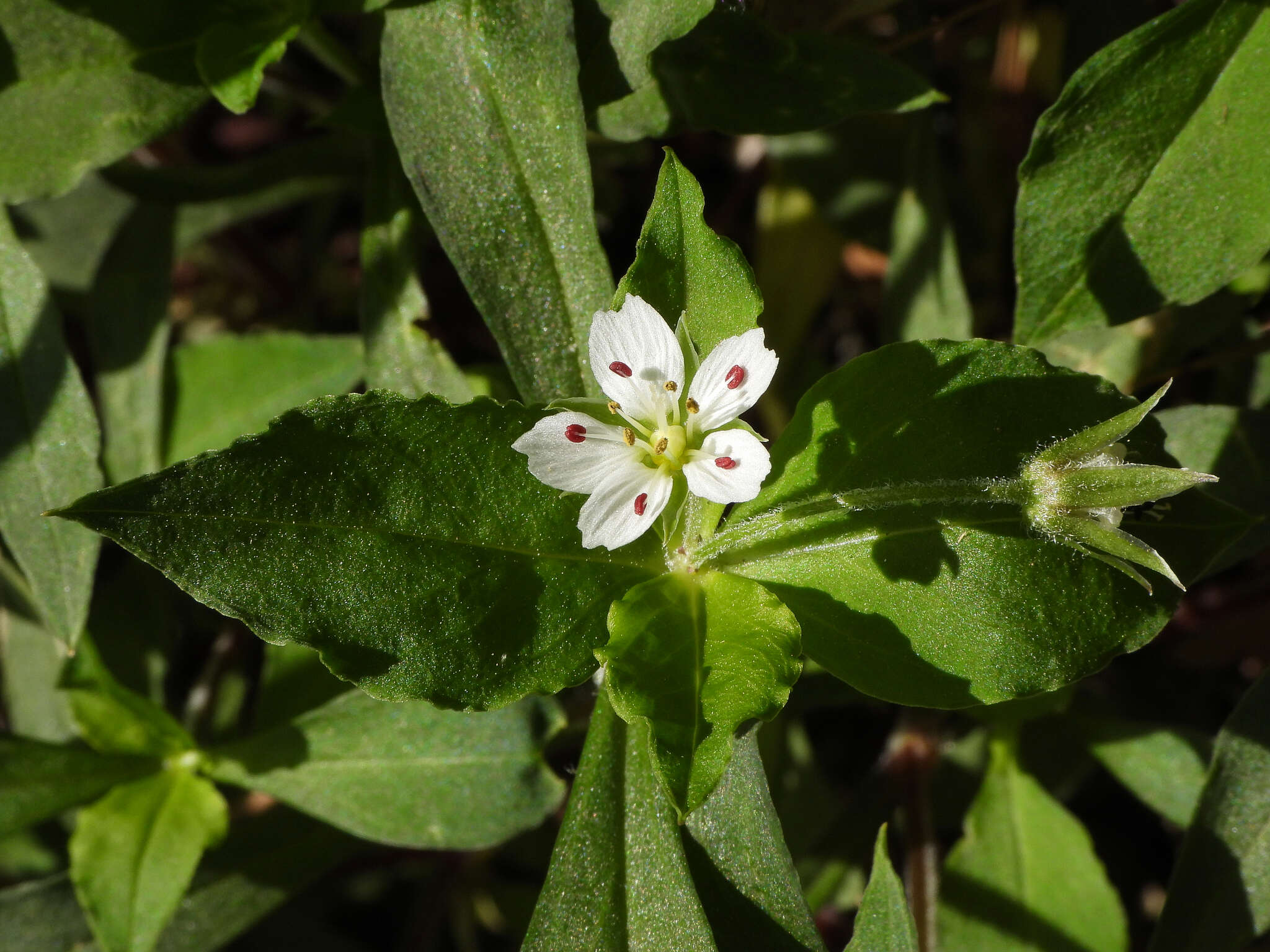 Image of Pseudostellaria heterophylla (Miq.) Pax