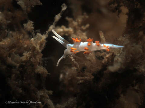 Image of Flabellina dushia (Marcus Ev. & Er. 1963)