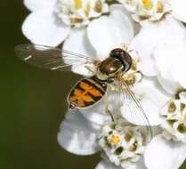 Image of Syrphid fly