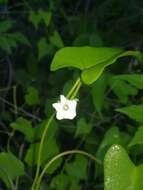 Image of Ipomoea biflora (L.) Pers.