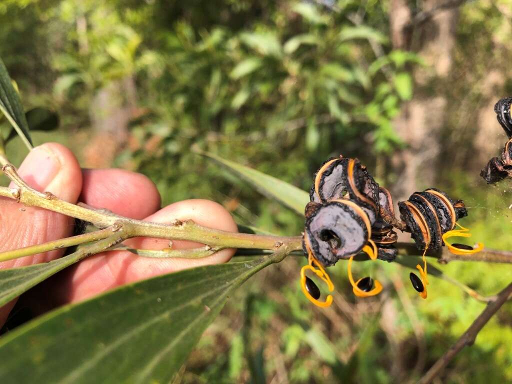 Imagem de Acacia cincinnata F. Muell.