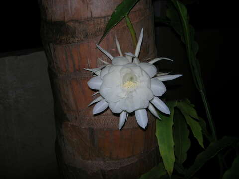 Image of Dutchman's Pipe Cactus