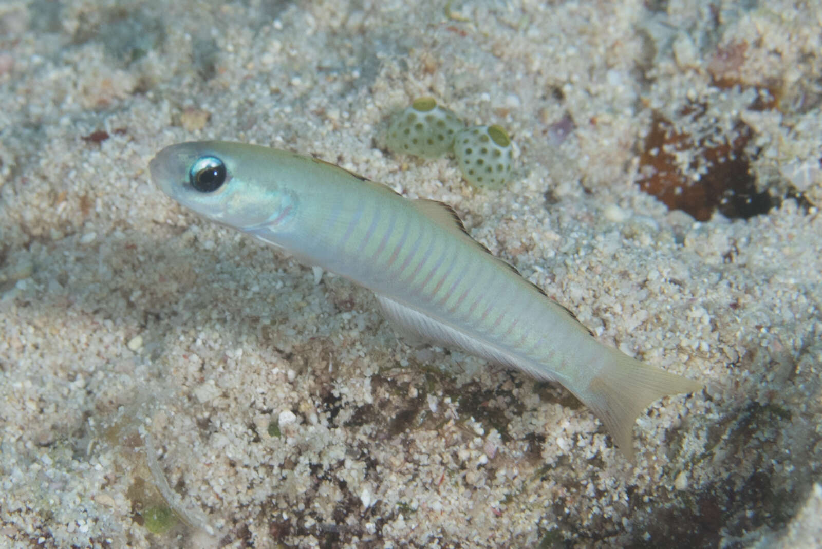 Image of Chinese zebra goby