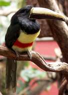 Image of Black-necked Aracari