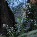 Image of Astrotricha floccosa DC.