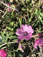 Imagem de Sidalcea malviflora subsp. malviflora