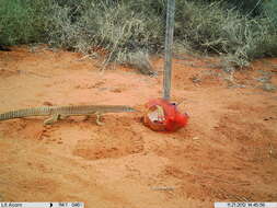 Image of Sand Monitor