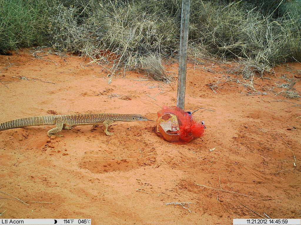 Image of Sand Monitor