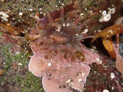 Image of Christmas anemone