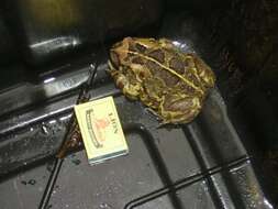 Image of Panther toad