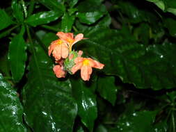 Imagem de Crossandra infundibuliformis (L.) Nees