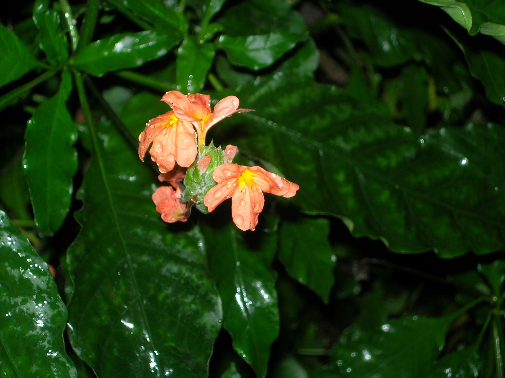 Imagem de Crossandra infundibuliformis (L.) Nees