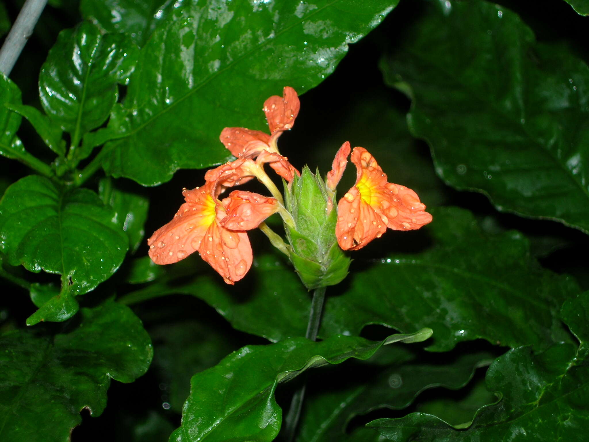 Imagem de Crossandra infundibuliformis (L.) Nees