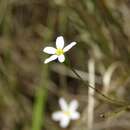 Plancia ëd Chaetopappa asteroides (Nutt.) DC.