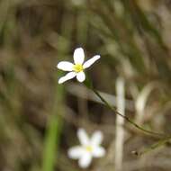 Image of Arkansas leastdaisy