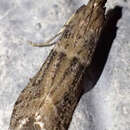 Image of Moth