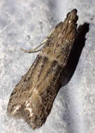 Image of Moth