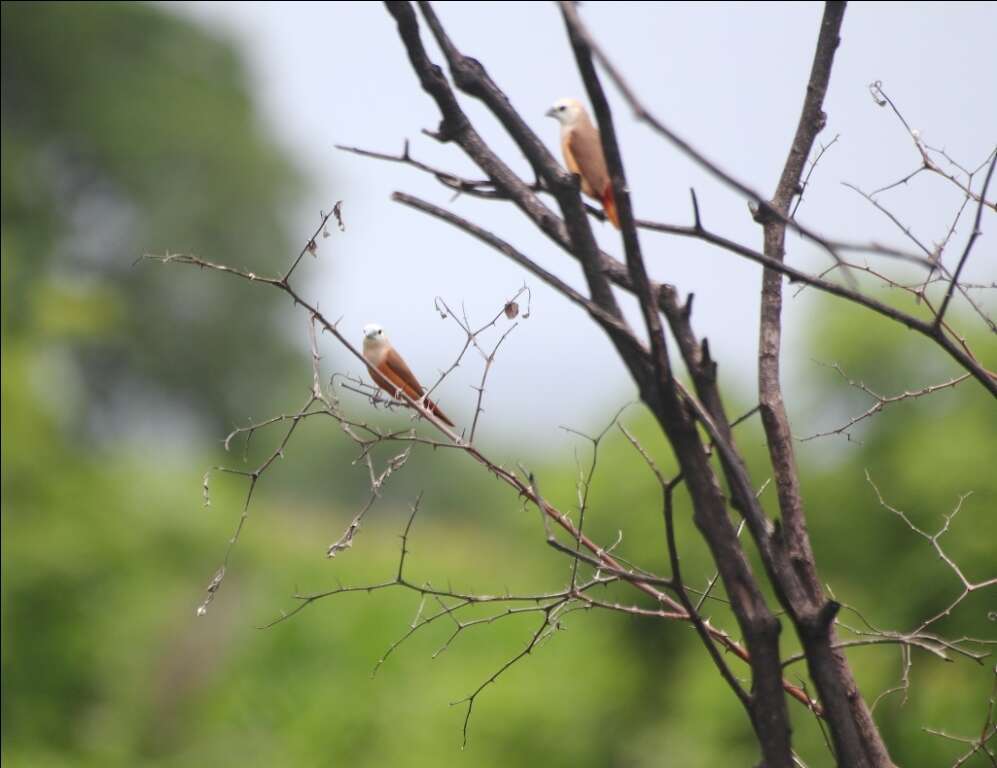 Image of Pale-headed Munia