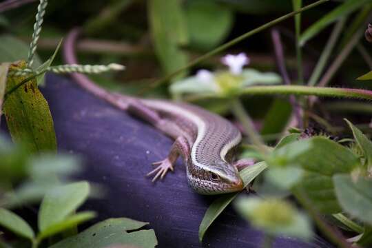 Image of Common Garden Skink