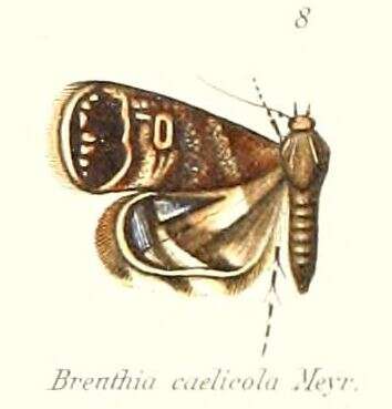 Image of Brenthia caelicola Meyrick 1910