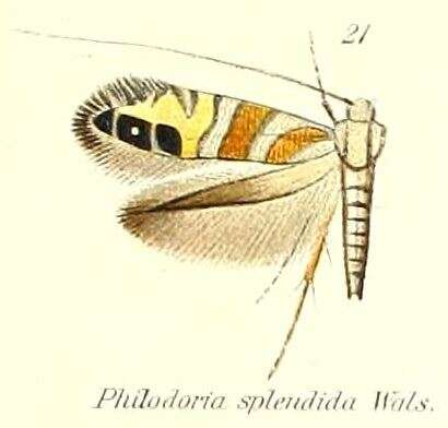 Image of Philodoria