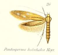 Слика од Pantosperma holochalca Meyrick 1888