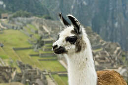 Image of llama