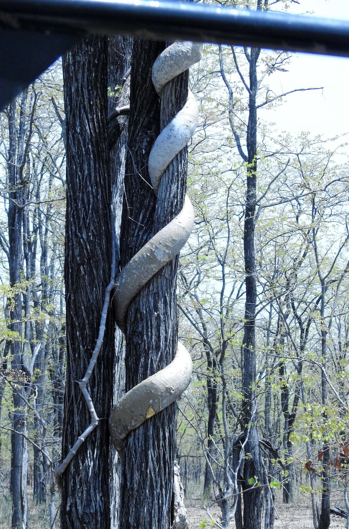 Image of Python vine