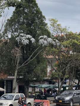 Image de Cecropia telenitida Cuatrec.