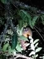 Image of Colombian Night Monkey