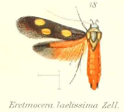 Image of Eretmocera