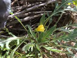 Image de Oenothera primiveris subsp. primiveris