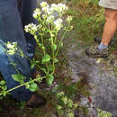 Plancia ëd Ageratina jucunda (E. Greene) A. Clewell & Woot.