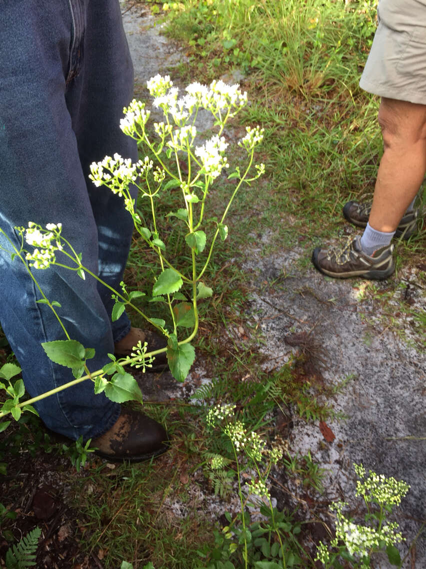 Imagem de Ageratina jucunda (E. Greene) A. Clewell & Woot.