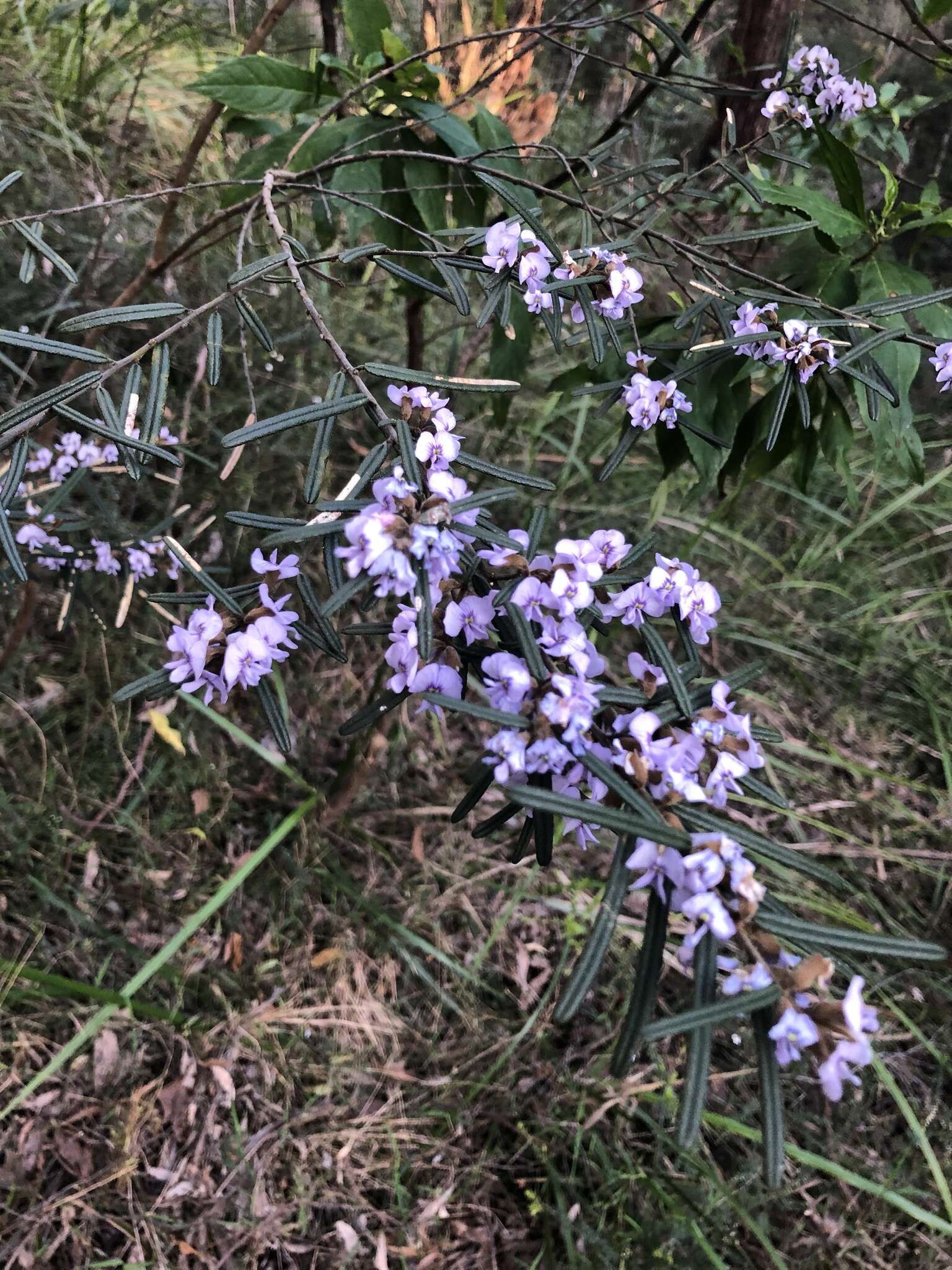 Image of Hovea asperifolia subsp. asperifolia