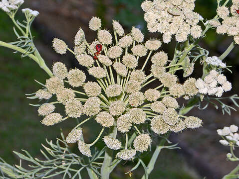 Image of Seseli gummiferum Pall. ex Sm.