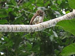 Image of Amazonian Pygmy Owl