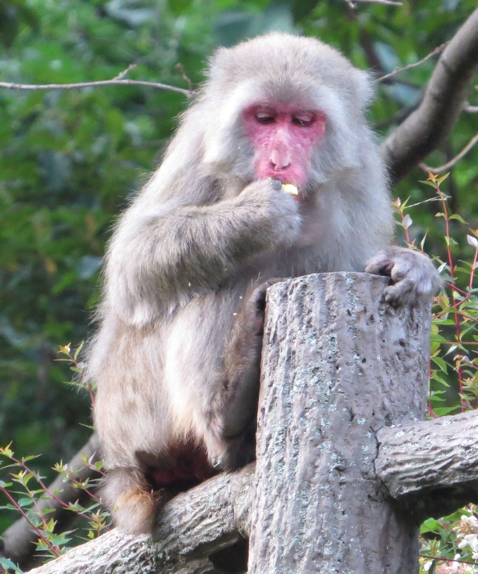 Image of Japanese Macaque