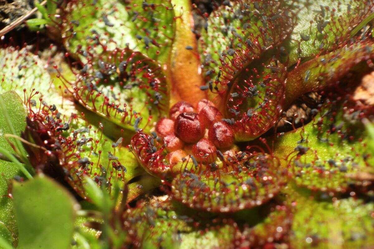 Image of Drosera lowriei N. Marchant