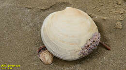 Image of Barnacle