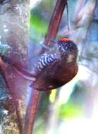 Image of White-barred Piculet