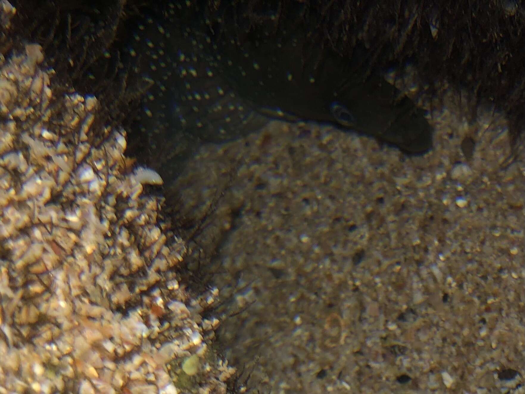 Image of Freckled moray