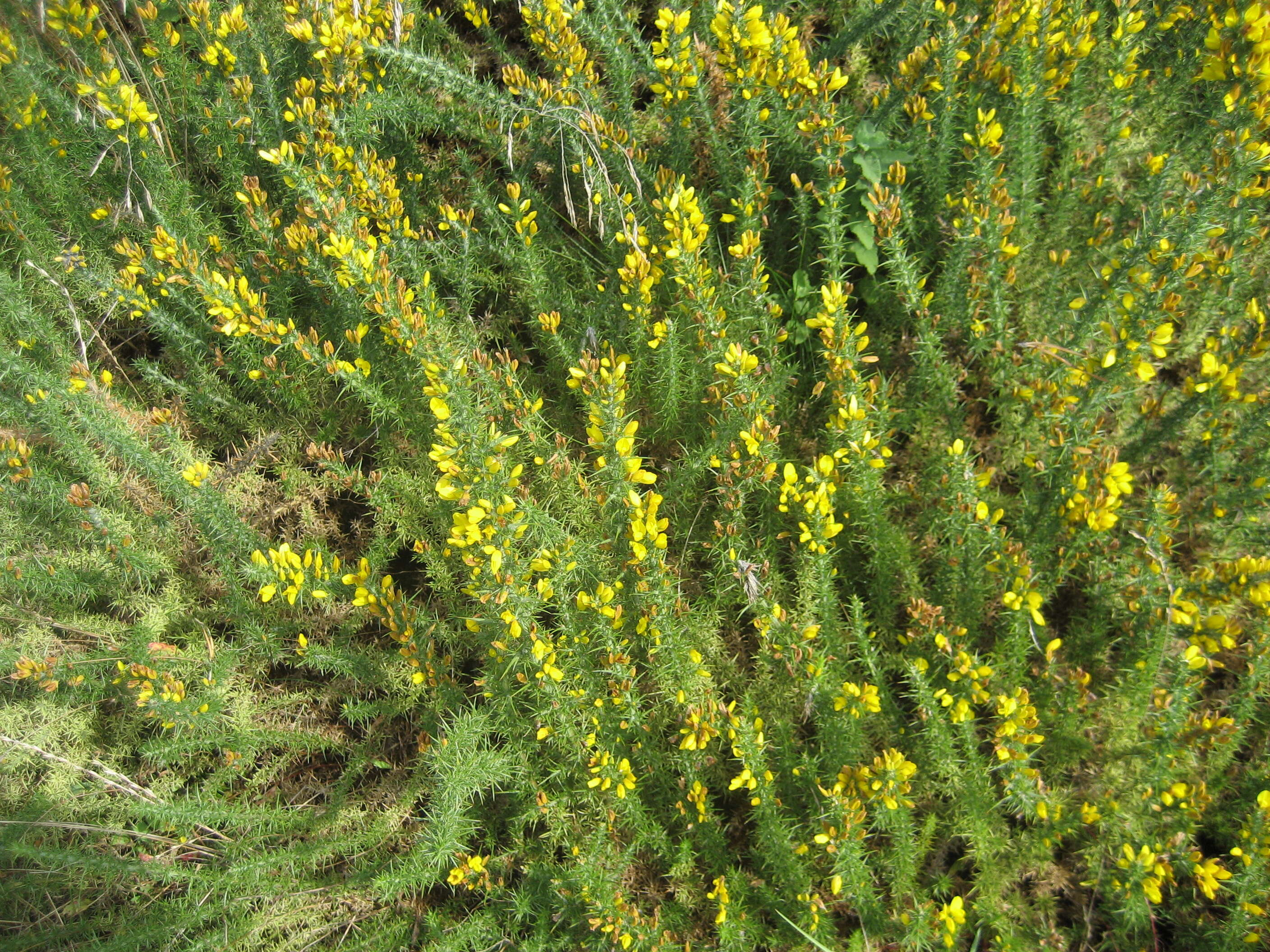 Image of Dwarf Gorse