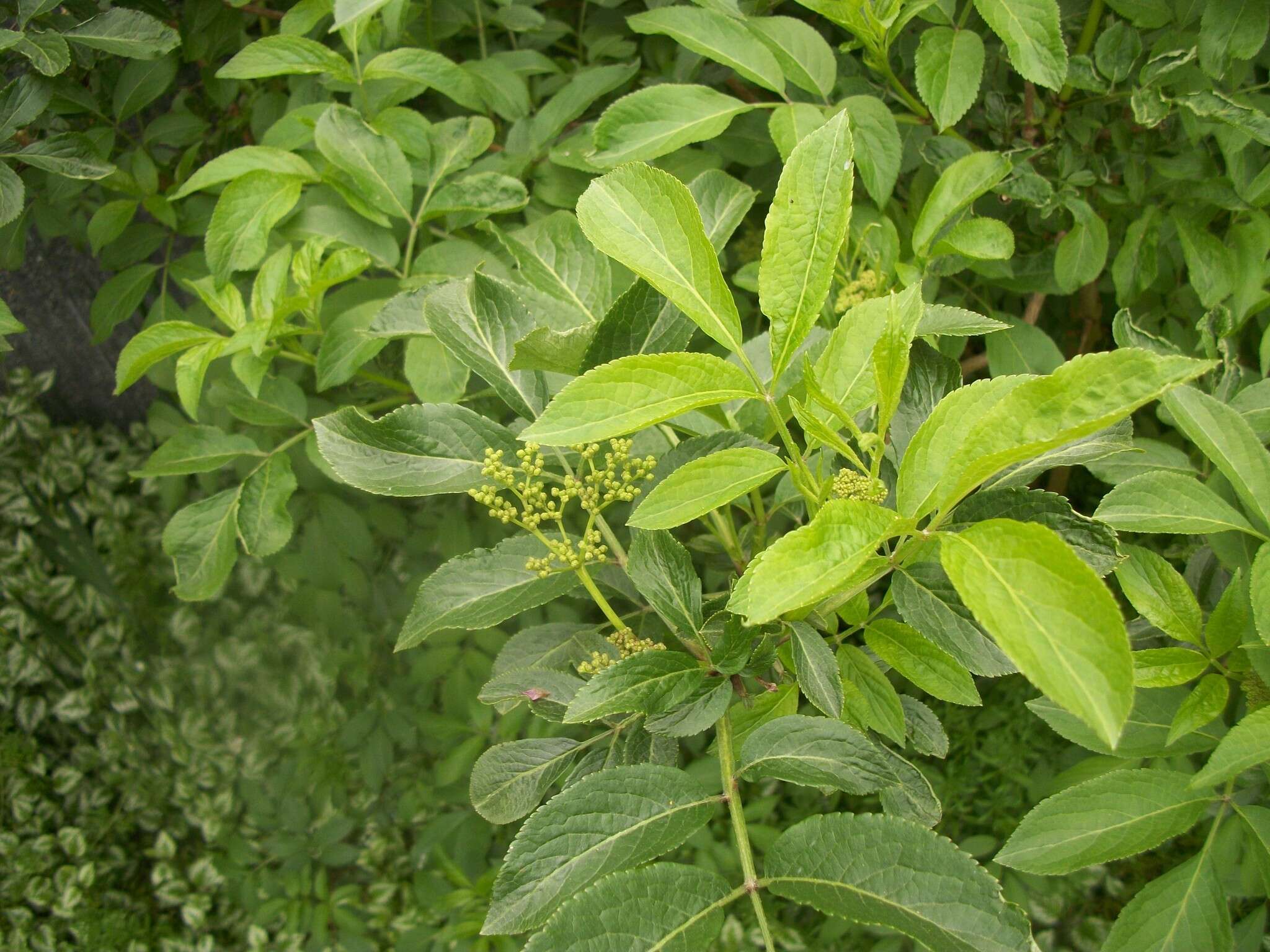 Image of Sambucus nigra L.