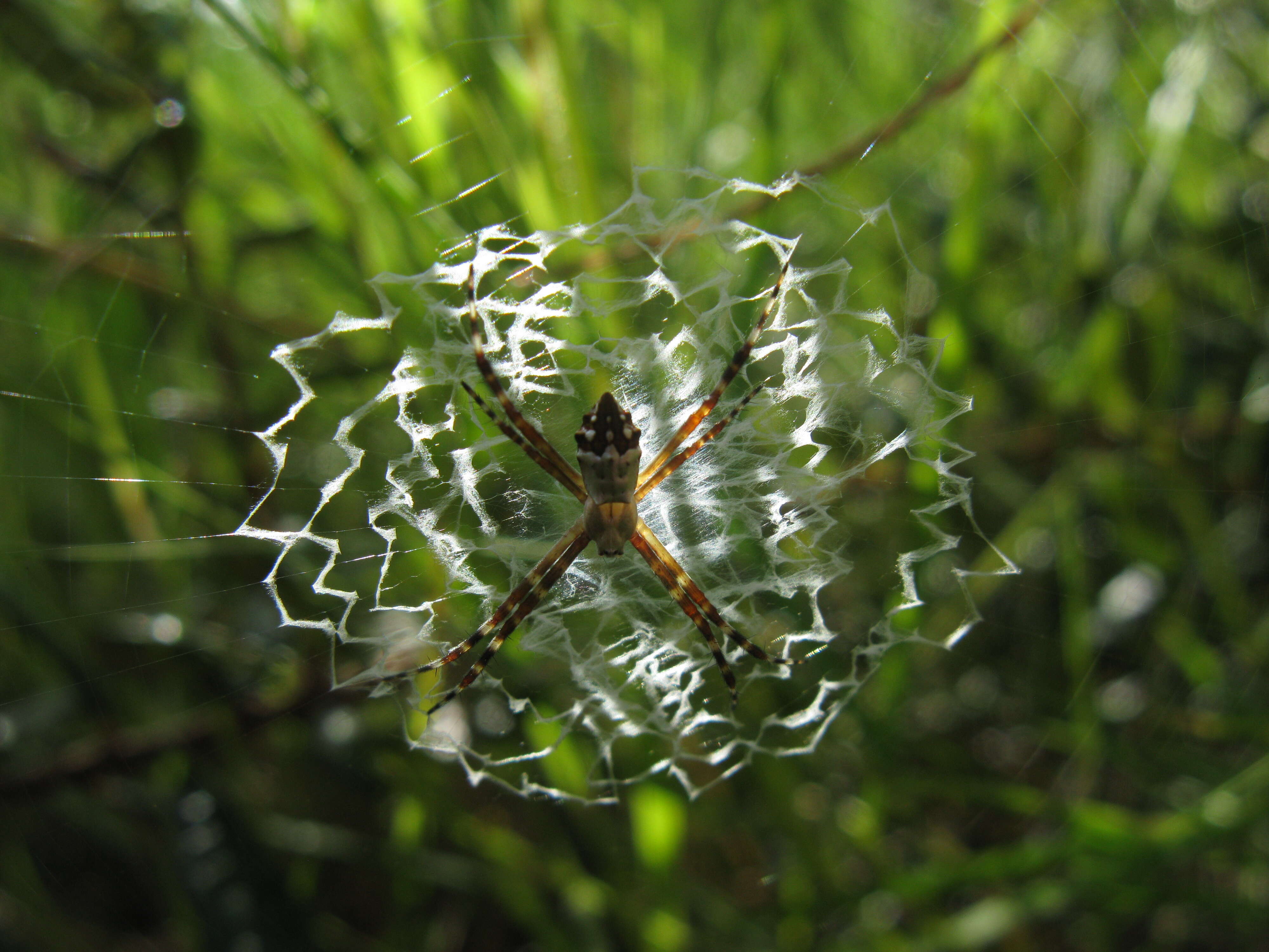 Image of Silver Argiope