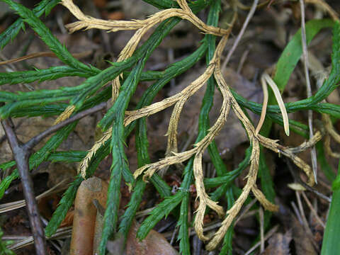 Image of complanate clubmoss