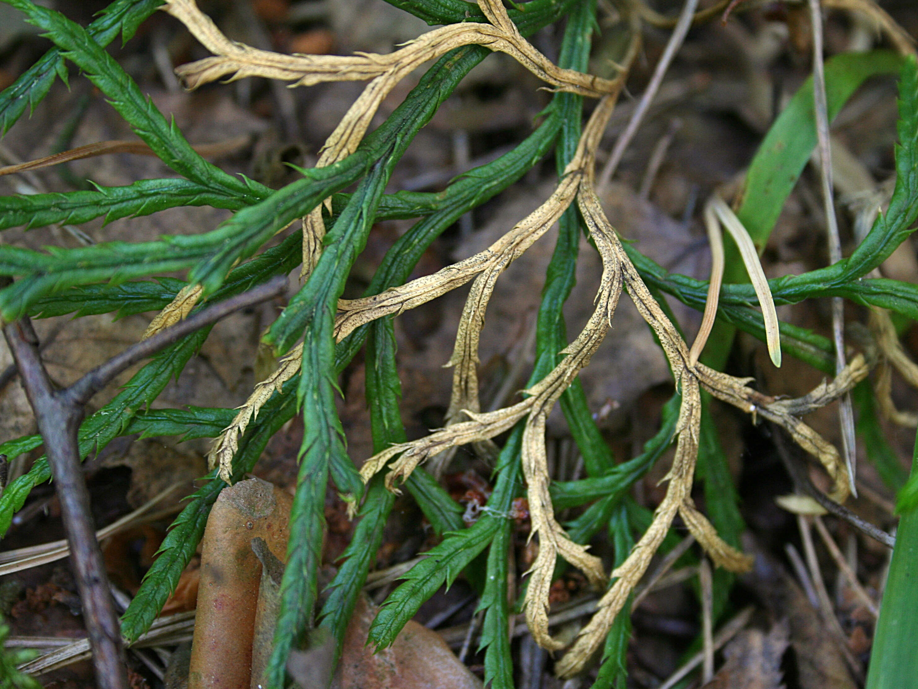 Image of complanate clubmoss