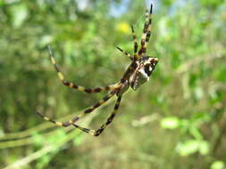 Image of Silver Argiope